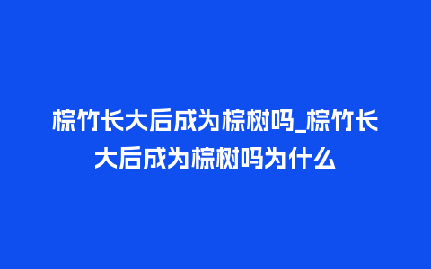 棕竹长大后成为棕树吗_棕竹长大后成为棕树吗为什么_http://www.kushangpin.com_鲜花知识_第1张
