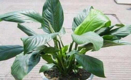 清香木枝叶耷拉是什么原因_清香木的叶子发蔫儿了怎么回事啊_鲜花知识_第1张_酷尚品 清香木枝叶耷拉是什么原因_清香木的叶子发蔫儿了怎么回事啊_http://www.kushangpin.com_鲜花知识_第1张