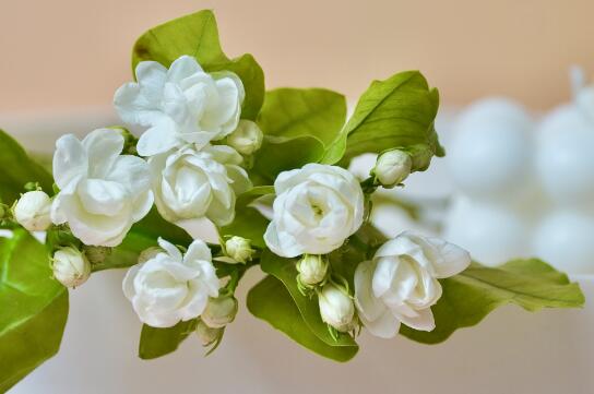 茉莉花怎么养殖_茉莉花怎么养殖和修剪_鲜花知识_第1张_酷尚品 茉莉花怎么养殖_茉莉花怎么养殖和修剪_https://www.kushangpin.com_鲜花知识_第1张