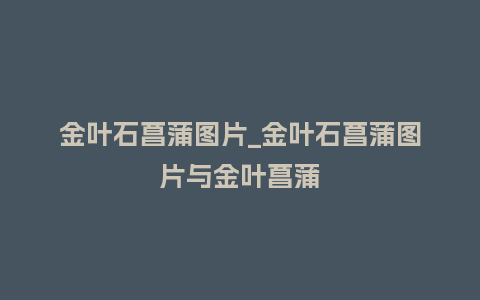 金叶石菖蒲图片_金叶石菖蒲图片与金叶菖蒲_鲜花知识_第1张_酷尚品 金叶石菖蒲图片_金叶石菖蒲图片与金叶菖蒲_http://www.kushangpin.com_鲜花知识_第1张