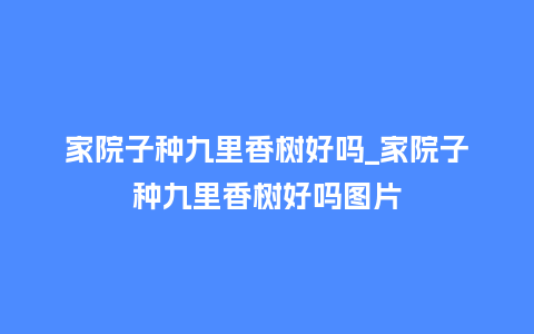 家院子种九里香树好吗_家院子种九里香树好吗图片_鲜花知识_第1张_酷尚品 家院子种九里香树好吗_家院子种九里香树好吗图片_https://www.kushangpin.com_鲜花知识_第1张