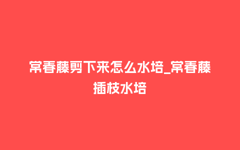常春藤剪下来怎么水培_常春藤插枝水培_http://www.kushangpin.com_鲜花知识_第1张