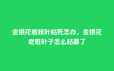 金银花桩枝叶枯死怎办，金银花老桩叶子怎么枯萎了_https://www.kushangpin.com_鲜花知识_第1张