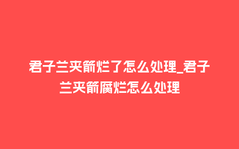 君子兰夹箭烂了怎么处理_君子兰夹箭腐烂怎么处理_鲜花知识_第1张_酷尚品 君子兰夹箭烂了怎么处理_君子兰夹箭腐烂怎么处理_https://www.kushangpin.com_鲜花知识_第1张