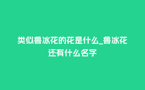类似鲁冰花的花是什么_鲁冰花还有什么名字_鲜花知识_第1张_酷尚品 类似鲁冰花的花是什么_鲁冰花还有什么名字_http://www.kushangpin.com_鲜花知识_第1张