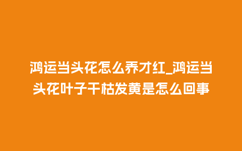 鸿运当头花怎么养才红_鸿运当头花叶子干枯发黄是怎么回事_鲜花知识_第1张_酷尚品 鸿运当头花怎么养才红_鸿运当头花叶子干枯发黄是怎么回事_http://www.kushangpin.com_鲜花知识_第1张