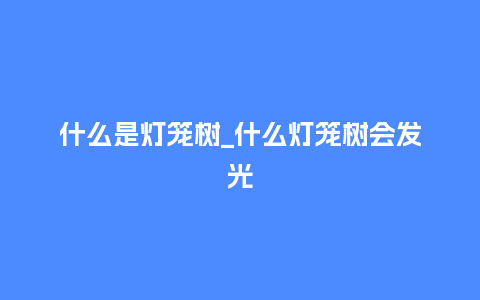 什么是灯笼树_什么灯笼树会发光_鲜花知识_第1张_酷尚品 什么是灯笼树_什么灯笼树会发光_http://www.kushangpin.com_鲜花知识_第1张