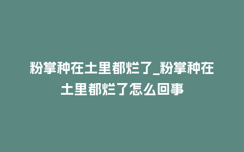 粉掌种在土里都烂了_粉掌种在土里都烂了怎么回事_鲜花知识_第1张_酷尚品 粉掌种在土里都烂了_粉掌种在土里都烂了怎么回事_http://www.kushangpin.com_鲜花知识_第1张