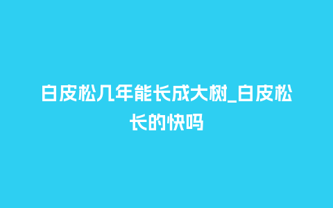 白皮松几年能长成大树_白皮松长的快吗_鲜花知识_第1张_酷尚品 白皮松几年能长成大树_白皮松长的快吗_http://www.kushangpin.com_鲜花知识_第1张