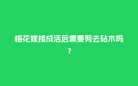 梅花嫁接成活后需要剪去砧木吗？_https://www.kushangpin.com_鲜花知识_第1张
