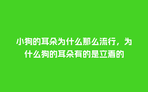 小狗的耳朵为什么那么流行,为什么狗的耳朵有的是立着的_服装百科_第1张_酷尚品 小狗的耳朵为什么那么流行,为什么狗的耳朵有的是立着的_https://www.kushangpin.com_服装百科_第1张